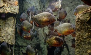 Un hombre muere atacado por pirañas mientras huía de un enjambre de abejas.