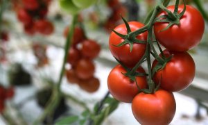 Imagen de archivo de un racimo de tomates.