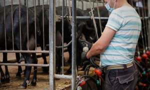 Un trabajador de la empresa Suerte Ampanera, dedicada a la explotación racional y ecológica de la tierra ordeña a las cabras en un establo, en Colmenar Viejo, Madrid a 25 de mayo de 2020