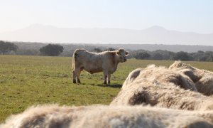 Una explotación extensiva en la localidad salmantina de Santa Olalla de Yeltes.