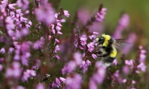 Una abeja se apoya en una flor.