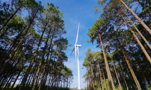 Iberdrola planta más de 2 millones de árboles en dos años y 80.000 plantas en sus entornos fotovoltaicos