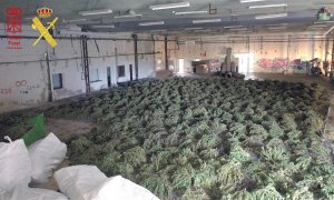 13/04/2022-En una operación conjunta agentes de la Guardia Civil y la Policía Foral han desmantelado el mayor cultivo de marihuana de Europa