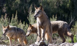 Varios lobos ibéricos del Centro del Lobo Ibérico en localidad de Robledo de Sanabria, en plena Sierra de la Culebra.