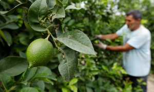 Un agricultor trabaja en la recolección de limones en la comarca de Huerta de Murcia, en Murcia.