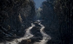 Vista general de la superficie calcinada en el incendio forestal de la reserva de la Sierra de la Culebra, a 21 de junio de 2022, en Villardeciervos, Zamora.