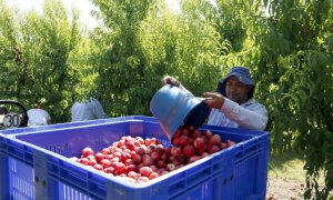 Recogida de la nectarina en Torres de Segre, El Segrià. — Laura Cortés / ACN