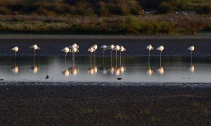 Flamencos en el Parque Natural de Doñana en Huelva, el 30 de junio de 2021.