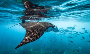 Las mantarrayas se ven en los fríos afloramientos de la isla de Nusa Penida, Bali, Indonesia