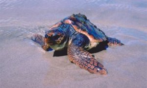 Imagen de un ejemplar de tortuga boba, común en las costas del Mediterráneo.