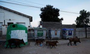 Un grupo de jabalíes pasan junto a contenedores de basura en Molins de Rei, al norte de Barcelona. REUTERS/Albert Gea