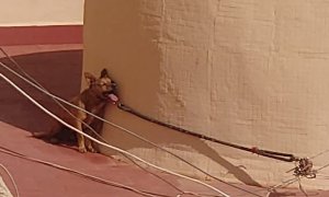 El perro fallecido en Torrevieja buscando la sombra