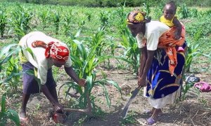 Mujeres trabajando la tierra