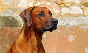 Fotografía de archivo de un perro