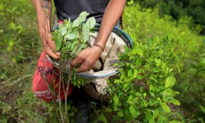 Un recolector de hoja de coca trabaja en una plantación en Catatumbo, departamento colombiano de Norte de Santander. AFP/Raúl Arboleda