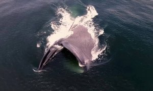 Ballena Azul