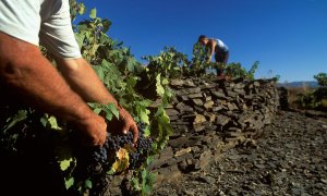 La verema al Priorat