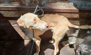 Perros en situación de abandono.