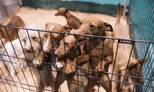 Varios podencos se asoman en un chenil abierto en una feria de caza de Madrid.