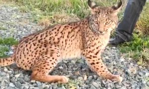 Un lince ibérico tras ser atropellado en el entorno de Doñana.