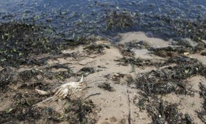 Cadáveres de animales a las orillas del Mar Menor, en Murcia.