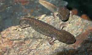 Tritó del Montseny