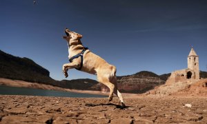 Un perro salta sobre el suelo agrietado de San Román de Sau, un pueblo en Catalunya que quedó parcialmente sumergido y resurgió el pasado marzo como consecuencia de la sequía extrema.