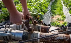 Finca del cultivo de fresas ubicada en la zona de regadío al norte de la Corona Forestal de Doñana, en el término municipal de Lucena del Puerto (Huelva).