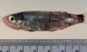 17/04/23 Microichthys grandis