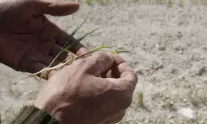 Un labrador muestra los efectos devastadores que la sequía y el calor producen sobre su plantación de cereal.