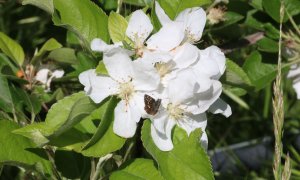 Una papallona en una pomera al Parc Agroecològic d'Albons