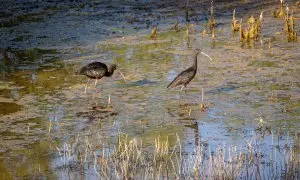 Fauna en el corredor verde del rio Guadiamar, que vierte en el Guadalquivir.