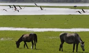 Flamencos rosados ​​y caballos salvajes en el Parque Nacional de Doñana en una imagen de archivo del 15 de junio de 2009.