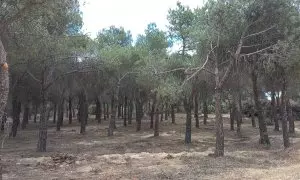 Imagen del bosque de Montegancedo, en Pozuelo (Madrid), donde se proyecta la construcción de una urbanización de lujo.