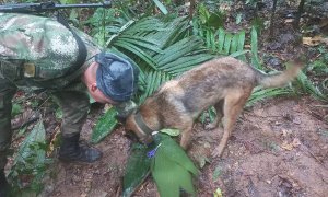 18/05/2023 - Un militar y un perro participan en el operativo de búsqueda de niños sobrevivientes de una avioneta Cessna 206 que se estrelló en la selva colombiana hace más de dos semanas.