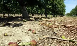 Nectarines que han caigut dels arbres degut a la sequera en una finca de Castelldans