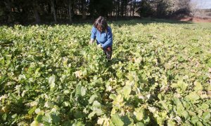 Una mujer recoge grelos durante la temporada final de la recolecta, en una huerta familiar, a 17 de febrero de 2023, en Xermade, Lugo