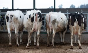 Varias vacas lecheras, de la raza bovina frisona, en una imagen de archivo.