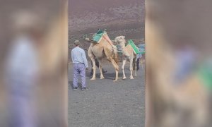 Captura del vídeo en el que se observa el maltrato a una cría de dromedario en el Parque Nacional de Timanfaya.