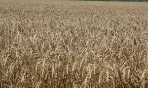 Un camp de blat a la plana de l'Empordà de Farina de Girona