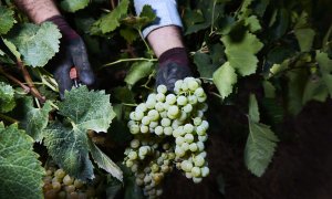 Detalle de las manos de un vendimiador recogiendo uvas en una imagen de archivo del  23 de agosto de 2022, en Carrión de los Céspedes, Sevilla.