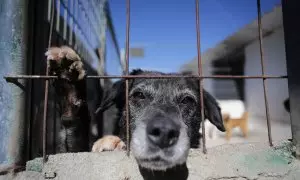 Un perro en una de las jaulas de la Sociedad Protectora de animales de Lugo, a 16 de marzo de 2023, en Lugo, Galicia (España).