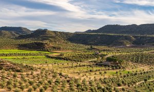 Olivers de la comarca de les Garrigues, una postal habitual