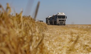 Cereal en un campo durante la cosecha, en medio del ataque de Rusia a Ucrania, en la región de Odesa, a 23 de junio de 2023