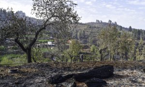 El incendio forestal de La Palma afectó a 60 inmuebles de Puntagorda y Tijarafe.