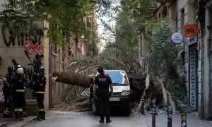 Bomberos y Mossos d'Esquadra acuden al Raval de Barcelona donde ha caído una palmera a una mujer, a 3 de agosto de 2023, en Barcelona, Catalunya (España).