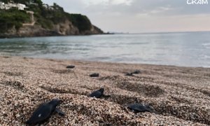 Exemplars de tortuga careta a Begur