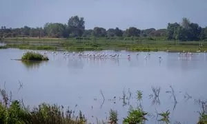 Parque Nacional de Doñana, a 22 de abril de 2023, en Sevilla, (Andalucía, España).