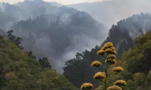 19/08/2023 - incendio Tenerife