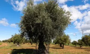 Foto de archivo de olivares en Campo Real, (Madrid), a 2 de abril de 2020.